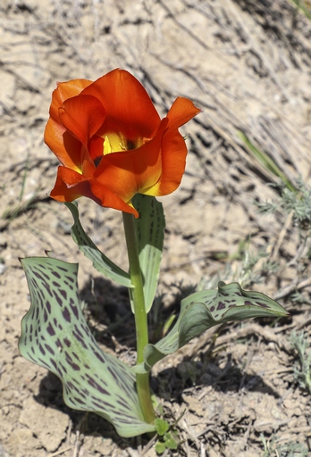 Tulipa greigii